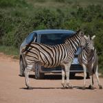 Zutrauliche Zebras im Addo Nationalpark, Südafrika