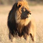 Löwe im Central Kalahari Game Reserve - Reisen in Botswana