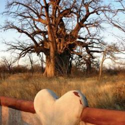 Planet Baobab - Wo die großen Affenbrotbäume stehen!
