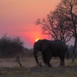 Botswana Safari - Moremi Game Reserve