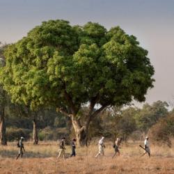 Bush Walk im Mana Pools Nationalpark 