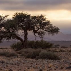Akazie in der Namib 