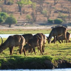 Wasserböcke an der Chobe River Front