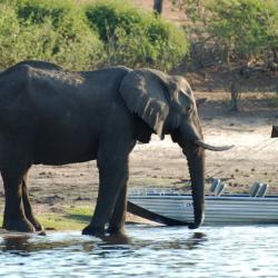 Elefant am Chobe Fluss