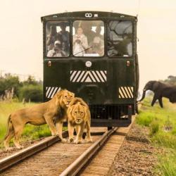 Elephant Express - Wildtiere beobachten aus dem Zug