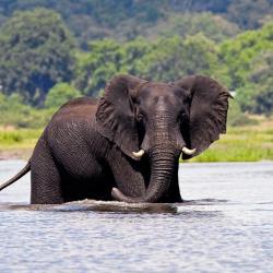 Elefant am Chobe River 