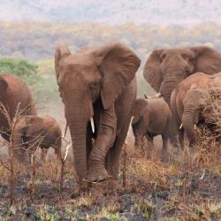 Elefanten im Manyoni Game Reserve