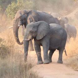 Elefanten im Welgevonden Game Reserve