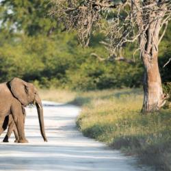 Elefanten in Botswana - Moghotlo Safari Lodge