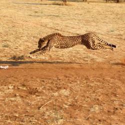 Geparden Training - Cheetah Conservation Foundation