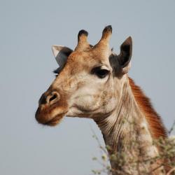 Camping Botswana - Giraffe im Moremi Game Reserve
