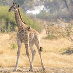 Giraffe in der Khwai Concession