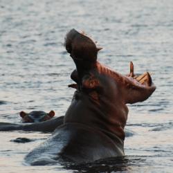 Ein Hippo verteidigt sein Revier
