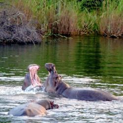 Hippos im Zambesi Fluss - Dinner Cruise Victoria Falls