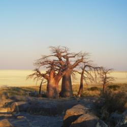 Kubu Island - fossile Insel inmitten der Salzpfannen in Botswana