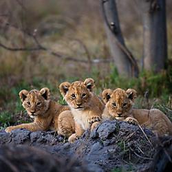 Löwen im Moremi Game Reserve