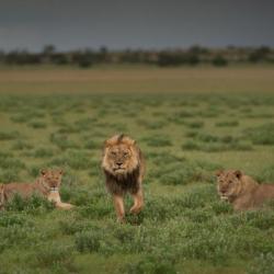 Löwen in der Kalahari 