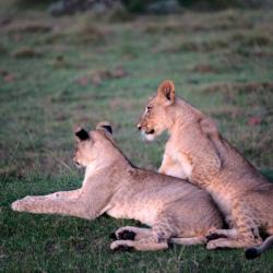 Löwenjunge im Gondwana Game Reserve
