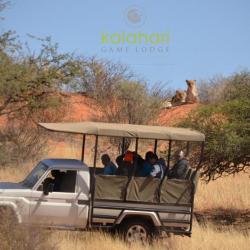Lion Tracking Kalahari Game Lodge 