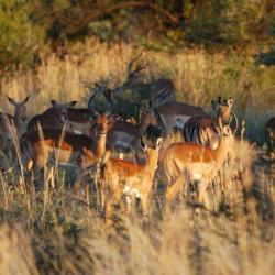 Impalas im Marakele - Kalahari Calling ©
