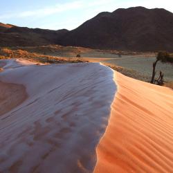 Namib Rand Reserve - Tok Tokkie Trail