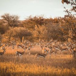 Ohorongo Game Reserve