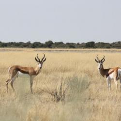 Springböcke in der Moreswe Pan, Botswana 