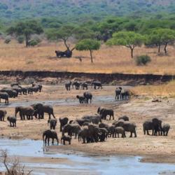 Wildtiere im Tarangire Nationalpark in Tansania 