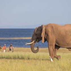 Fußsafari auf Fothergill Island