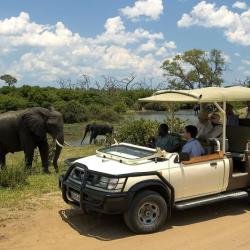 Chobe River Front Game Drive