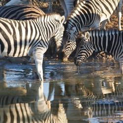 Zebras an einer Wasserstelle, Namibia Camping Rundreise