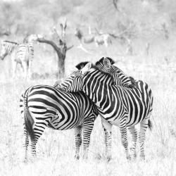 Zebras ruhen in der Mittagshitze