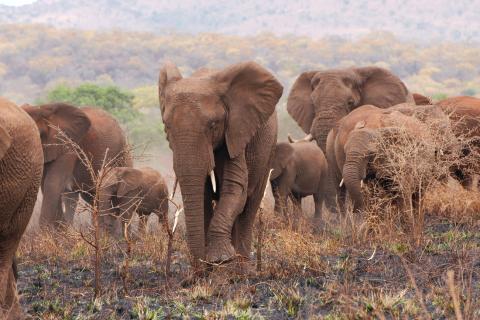 "Quality Time" mit den Elefanten des Manyoni Reserve