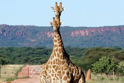 Giraffen in der Waterberg Wilderness 