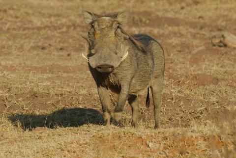 Warzenschwein im Welgevonden - Kalahari Calling UG