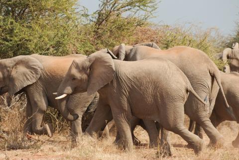 Viele Elefanten in der Tuli Wilderness 