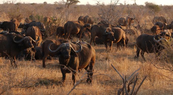 Büffel im Krüger Nationalpark, Südafrika - Safari Urlaub in Afrika