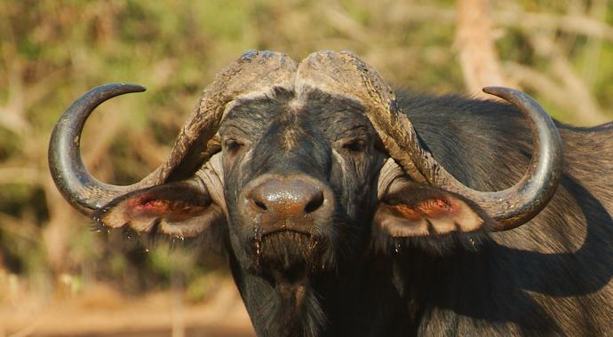 Alter Büffel in der Makuleke Concession