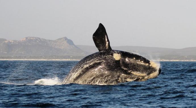 Südlicher Glattwal in der Walker Bay - Marine Dynamics
