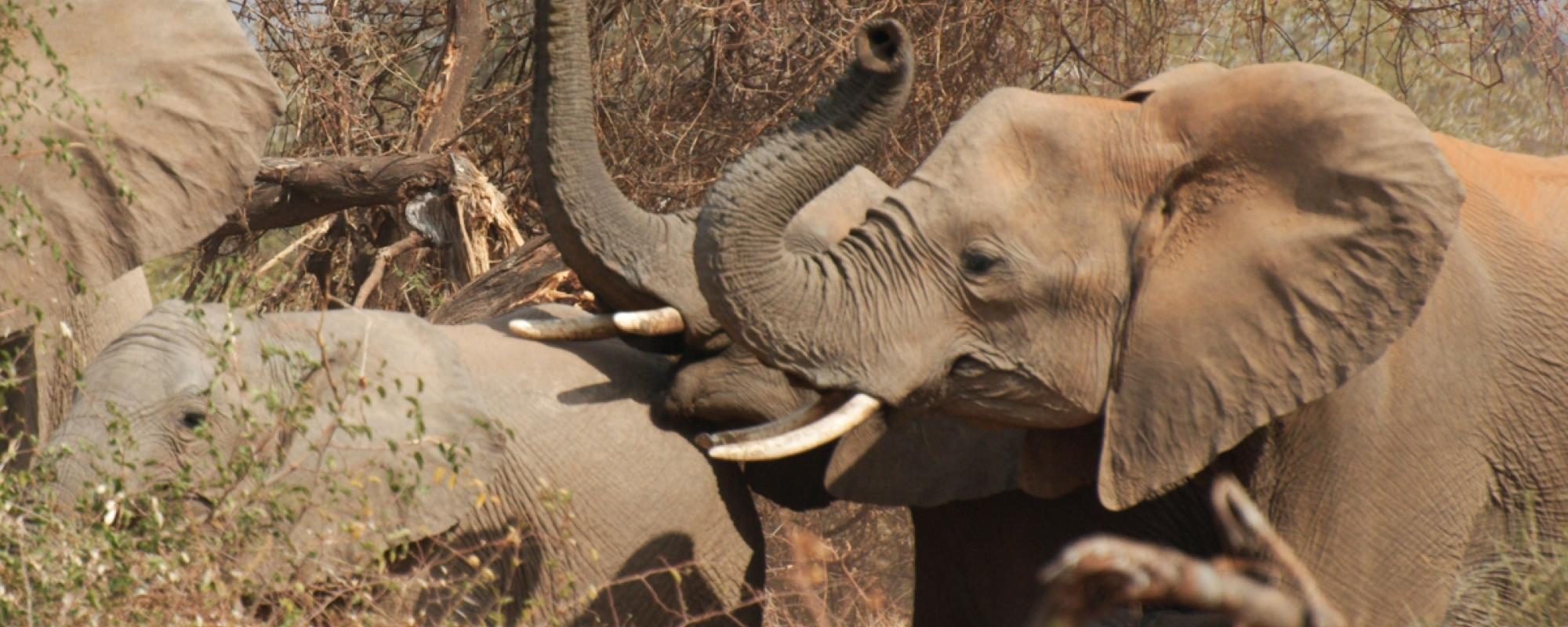 Elefanten in der Tuli Wilderness 