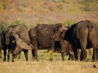 Büffel grasen an der Chobe Riverfront in Kasane, Botswana 
