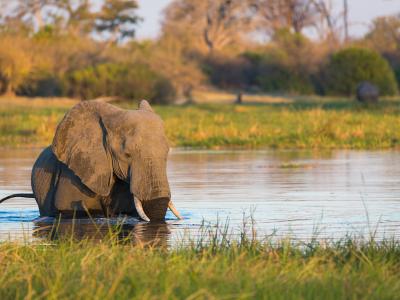 Botswana Safari - Elefant am Khwai River