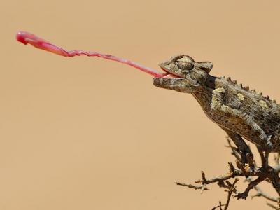 Chamäleon in der Namib Wüste