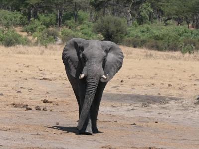 Elefant im Hwange Nationalpark