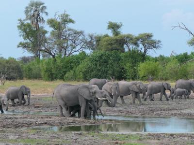 Elefanten im Okavango Delta