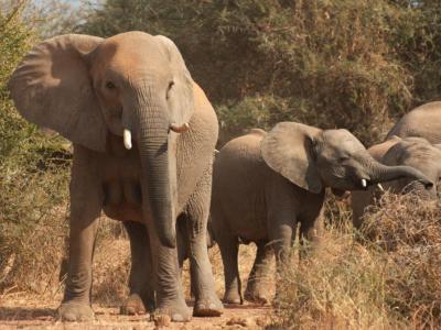 Elefanten in der Tuli Wilderness © Kalahari Calling