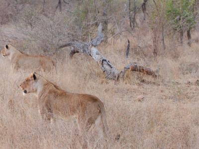 Löwen auf Jagd in Lower Sabie