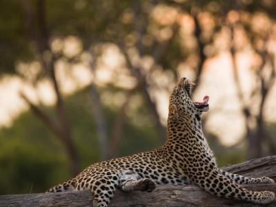 Ein Leopard im Okavango Delta