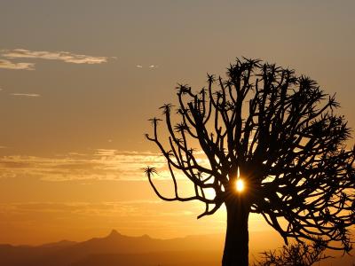 Köcherbäume im Süden Namibias